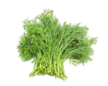 Bundle of freshly harvested dill on a white background 
