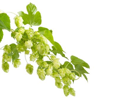 Intertwined branches of hops with seed cones and leaves on a white background
