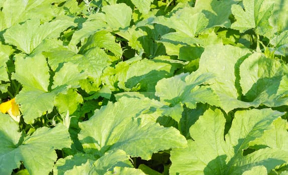 Background of fragment of a field with a stems and leaves of the vegetable marrows at summer morning

