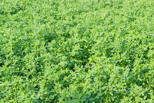 Background of fragment of a field of the young alfalfa with dew drops at summer morning
