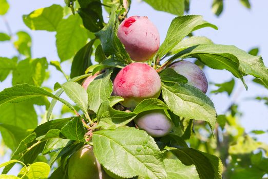 Victoria plums with water drops on the branch of tree in an orchard closeup
