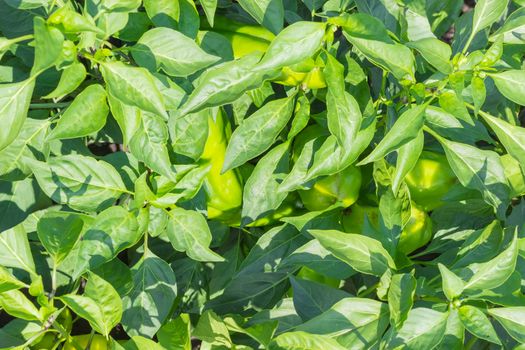 Top view of a fragment of plantation with the ripening bell pepper, background
