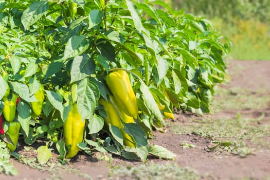 Edge of a plantation of the ripening bell pepper
