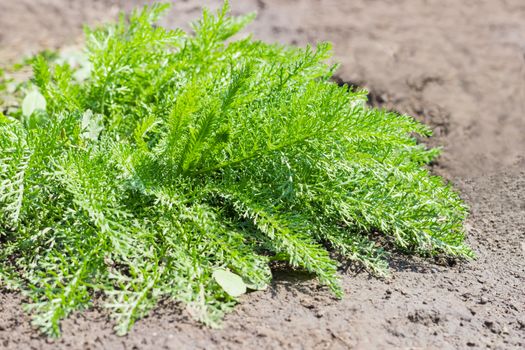 Yarrow bush with young leaves on a background of soil
