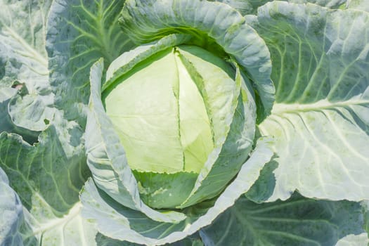 Top view of the head of young white cabbage with dew drops on a plantation, background
