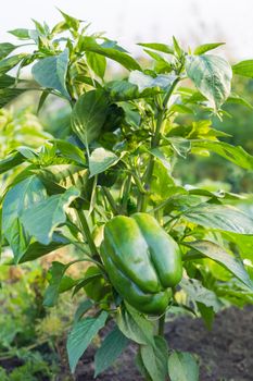 Green bell pepper growing on a plant on the plantation
