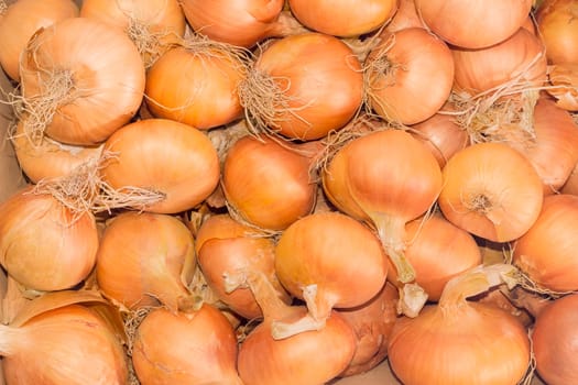Background of the ripe onion bulbs with roots closeup
