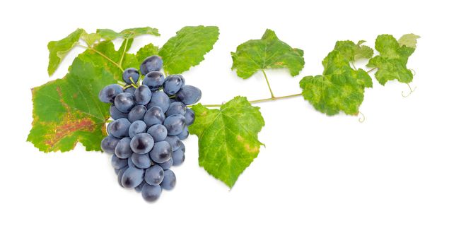 Cluster of the ripe blue table grapes on the vine with autumn leaves and tendrils on a white background
