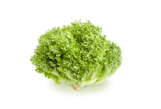 Head of freshly harvested green lettuce with a loose arrangement of leaves on a white background
