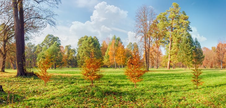 Panorama of a large clearing in the park, covered grass and fallen leaves among the conifers and deciduous trees on the background of the sky with clouds in autumn sunny day
