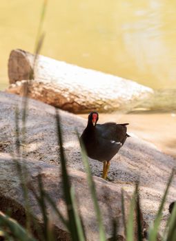 Adult Common gallinule Gallinula galeata is a duck like bird found in swamps and wetlands. 