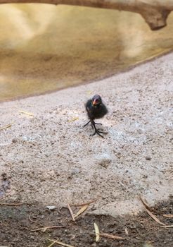 Baby Common gallinule Gallinula galeata is a duck like bird found in swamps and wetlands.