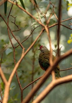 Mariana fruit dove Ptilinopus roseicapilla is found in the Northern Marianas Islands