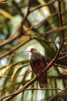 Mariana fruit dove Ptilinopus roseicapilla is found in the Northern Marianas Islands