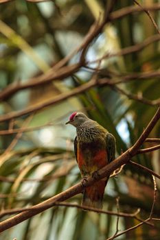 Mariana fruit dove Ptilinopus roseicapilla is found in the Northern Marianas Islands