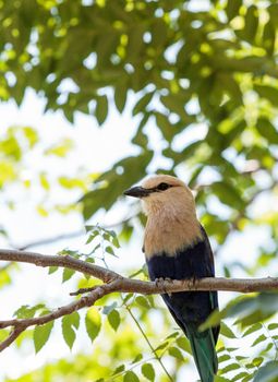 Northern purple roller called Coracias naevius naevius perches in a tree, its purple feathers visible along the side of its body.