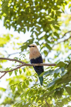 Northern purple roller called Coracias naevius naevius perches in a tree, its purple feathers visible along the side of its body.