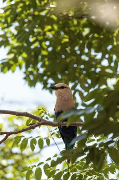 Northern purple roller called Coracias naevius naevius perches in a tree, its purple feathers visible along the side of its body.