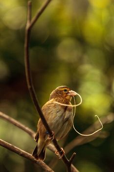 Pin-tailed Whydah bird Vidua macroura is found in Senegal to Ethiopia