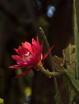 Red Trichocereus spachianus cactus flower blooms on a cactus in Arizona.