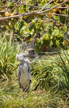 African Shoebill stork Balaeniceps rex is found in Africa in swamps from Sudan to Zambia.