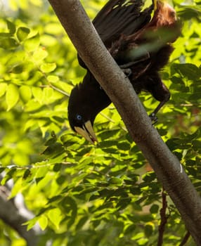 Surinam crested oropendola called Psarocolius decumanus can be seen high in the trees in Panama and Argentina.