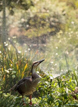 Swan goose called Anser cygnoides under a sprinkler near a pond in spring.