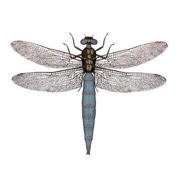 Darter dragonfly isolated in white background - 3D render
