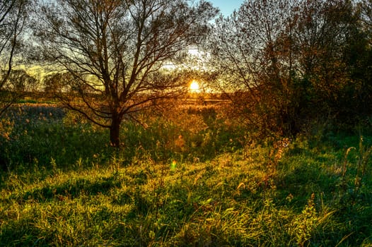 Autumn rays of the sun on the grass in the meadow at dawn.