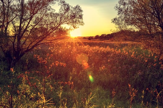 Autumn rays of the sun on the grass in the meadow at dawn.