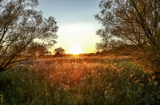 Autumn rays of the sun on the grass in the meadow at dawn.