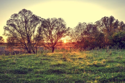 Autumn rays of the sun on the grass in the meadow at dawn.