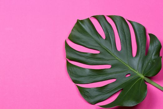 a monstera leaf on the pink background