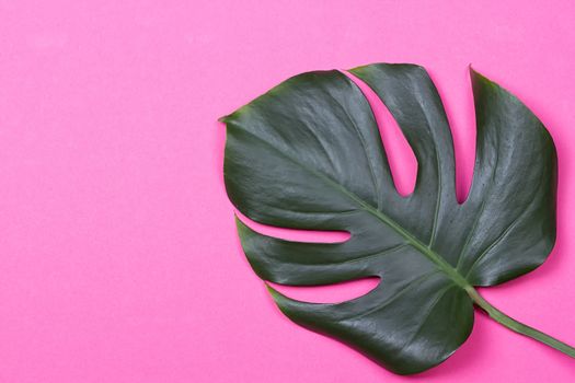 a monstera leaf on the pink background