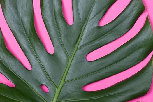 a monstera leaf on the pink background