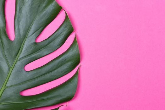 a monstera leaf on the pink background