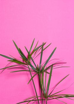 Tropical leaves on pink background. minimal concept. Flat lay.