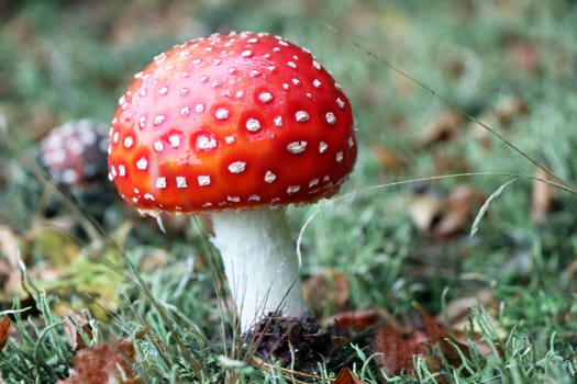 Red amanita muscaria mushroom grow in moss wood. Beautiful inedible forest autumn plant