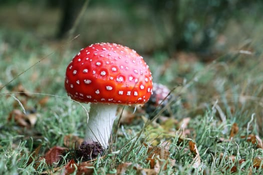 Amanita muscaria mushroom grow in moss wood. Beautiful inedible forest autumn plant