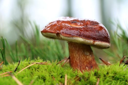 Fresh big boletus badius growing in moss. Mushroom fungus grow in forest. Beautiful edible cep