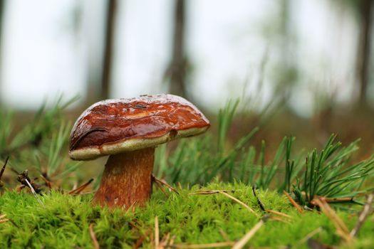 Fresh big boletus badius growing in moss wood. Mushroom fungus grow in forest. Beautiful edible cep