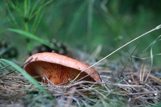 Mushroom Lactarius grow in wood. Fresh mushrooms growing in forest