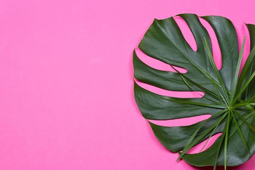 a monstera leaf on the pink background