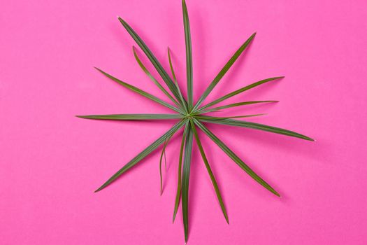 Tropical leaves on pink background. minimal concept. Flat lay.