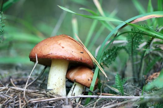 Two mushroom Suillus grow in wood. Fresh mushrooms growing in forest