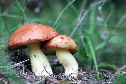 Two mushroom Suillus in wood. Fresh mushrooms growing in forest