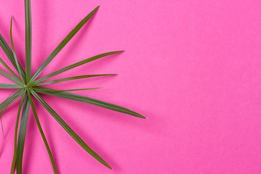 Tropical leaves on pink background. minimal concept. Flat lay.