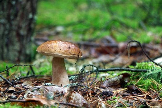 Boletus growing in wood. White fresh mushroom grow in forest. Beautiful cep and mushrooms rain