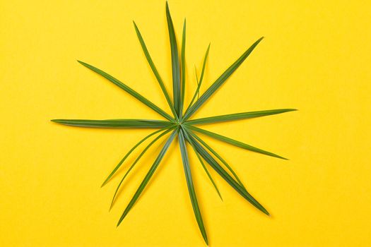 Tropical leaves on yellow background. minimal concept. Flat lay.