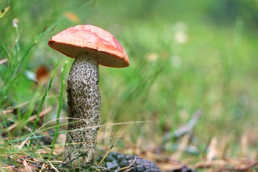 Orange cap boletus grow in grass wood. Leccinum mushroom growing in forest. Beautiful edible bolete